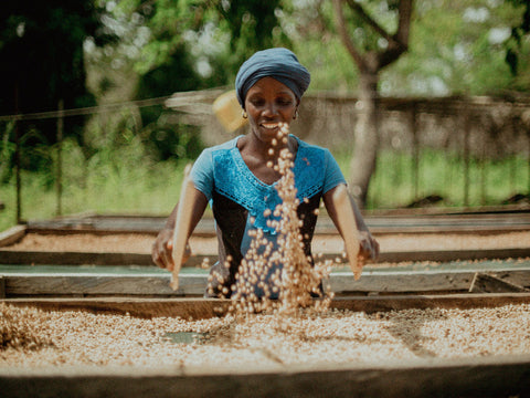 Frau wendet Rohkaffee in Macenta, Guinea, das nashorn, Robusta 20%